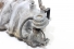 Coletor Admissão 3.0 Diesel 163cv Hilux 05/15 Usado (543)