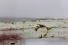 Painel Frontal D-11000 84/90 Usado (258)